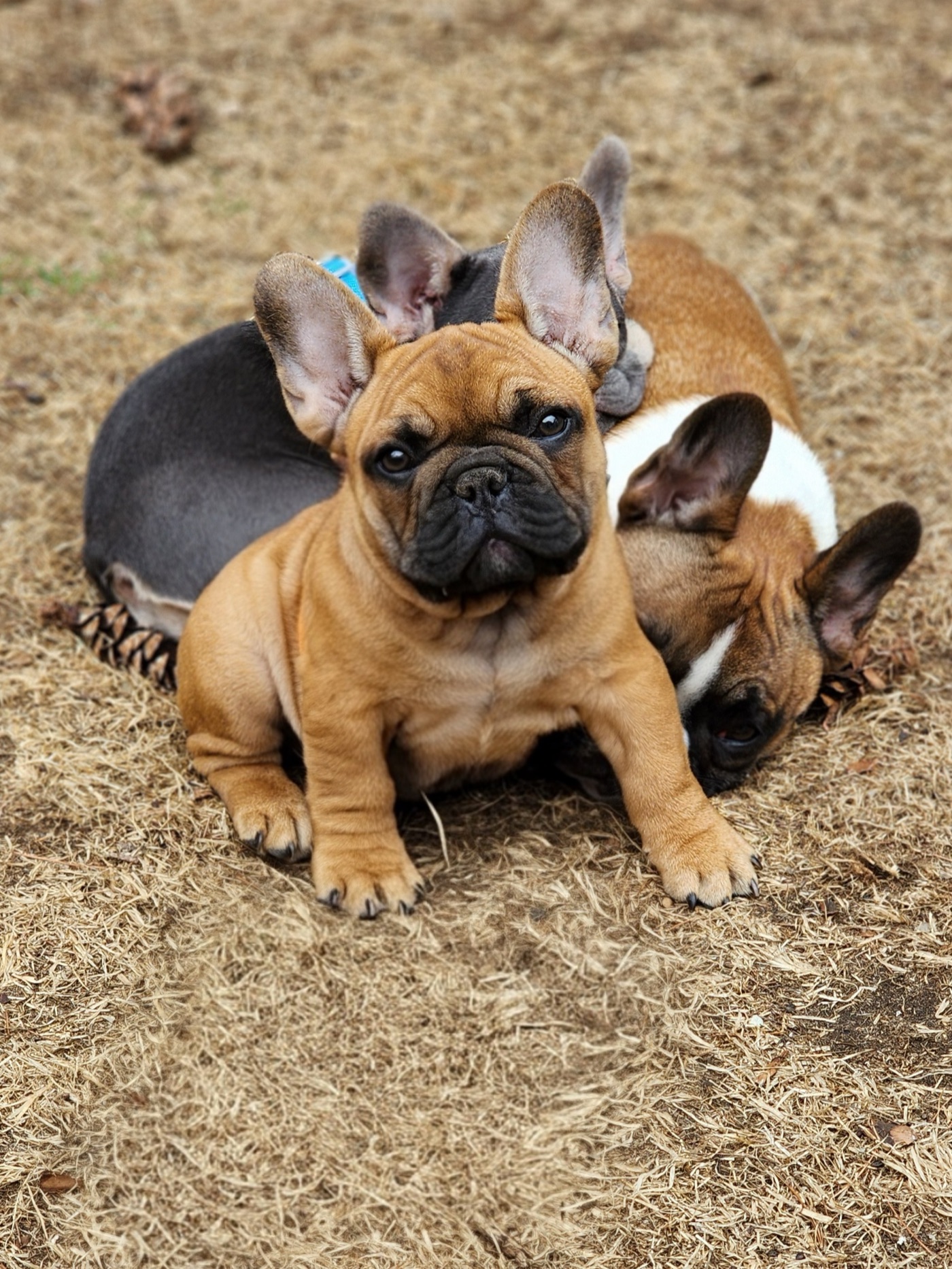 Redbull's Red Edition, compact standard red fawn French Bulldog stud