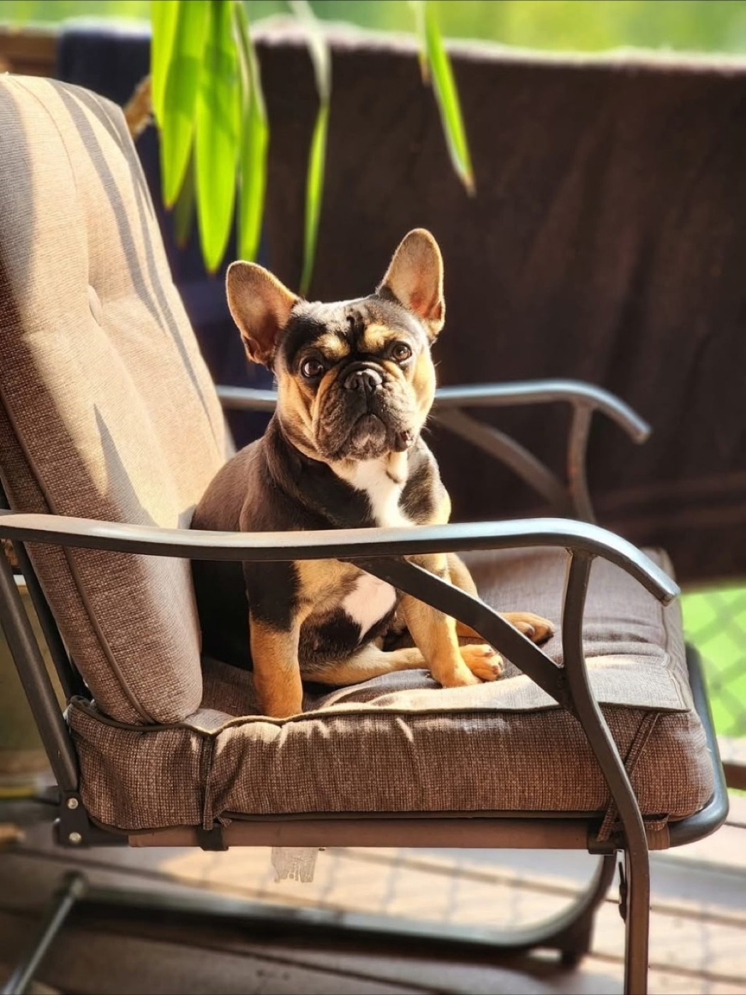 Amari, Forever Frenchies French Bulldog female