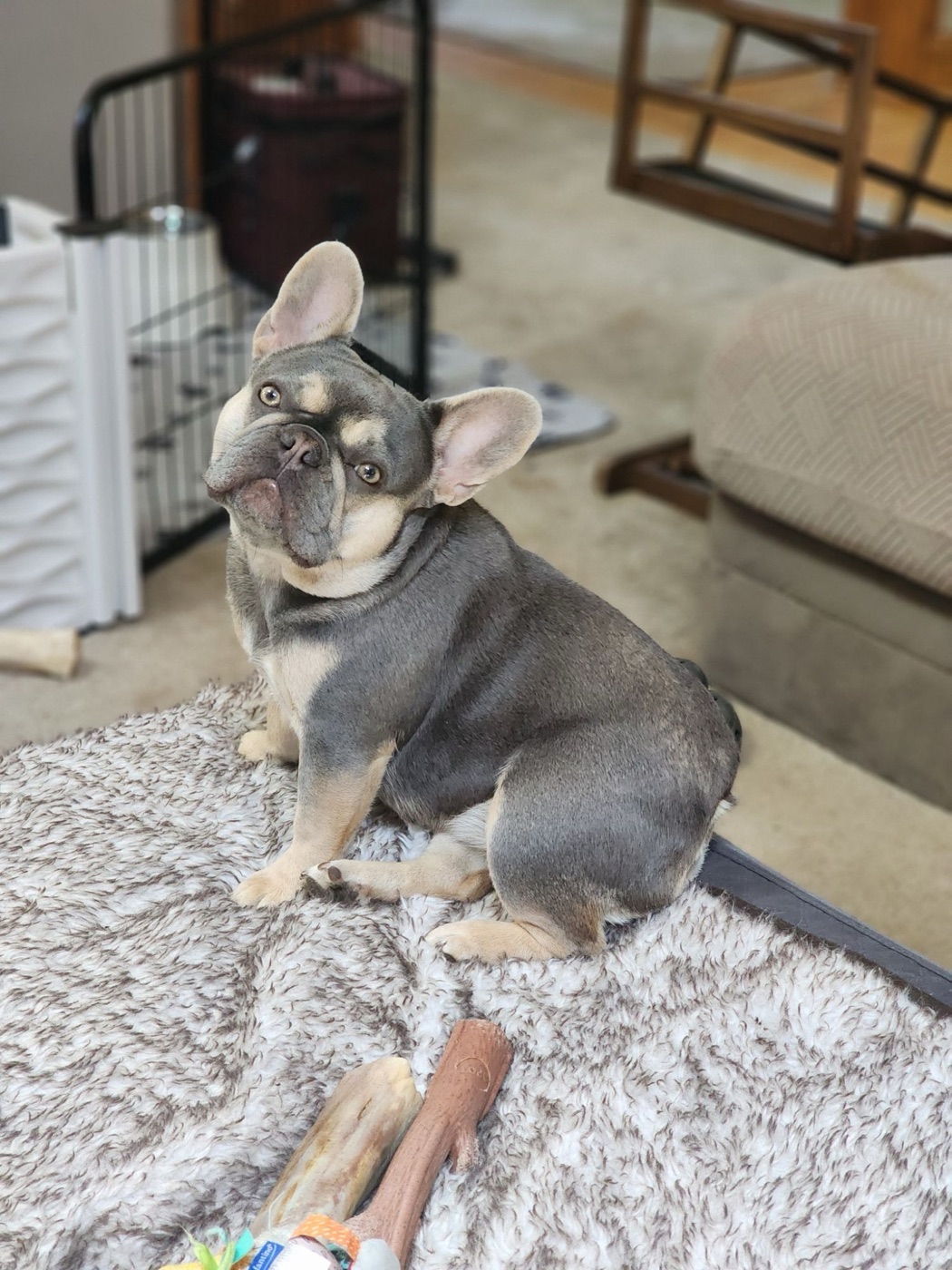 Forever Frenchies blue and tan French Bulldog