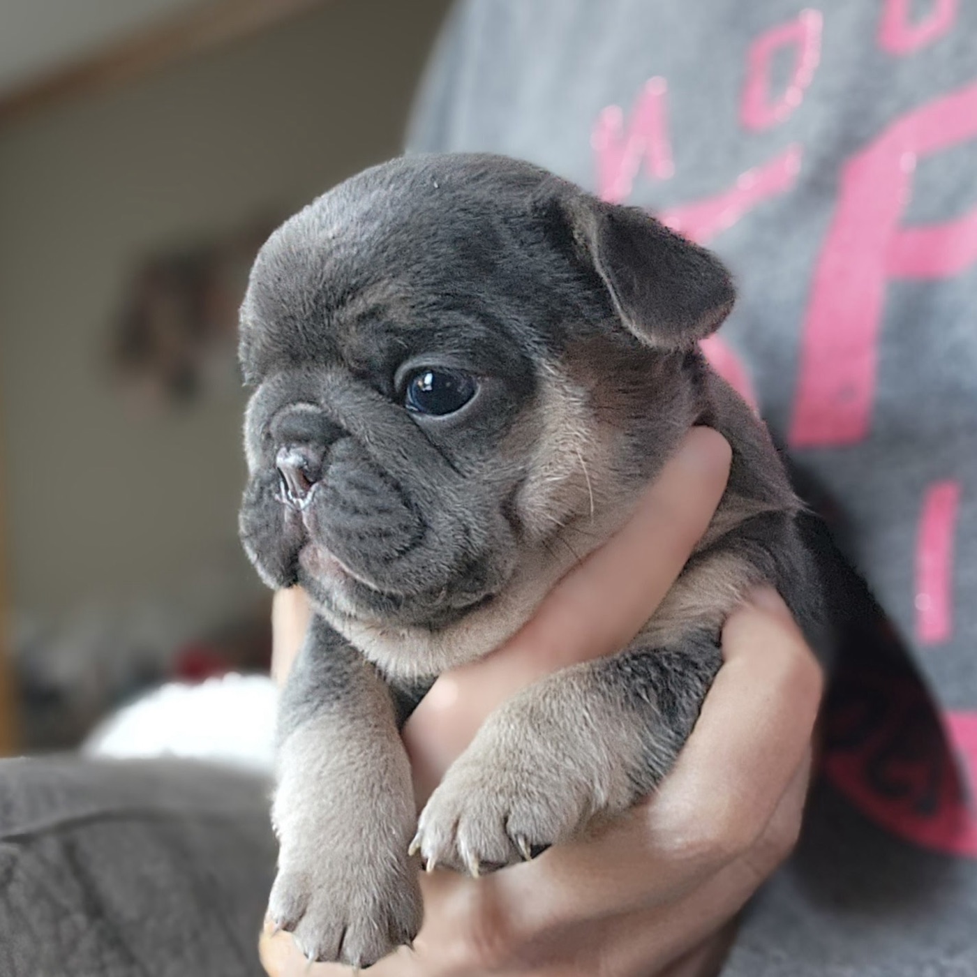 Forever Frenchies blue and tan French Bulldog puppy