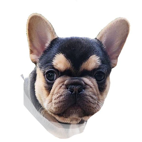 Bodie head shot