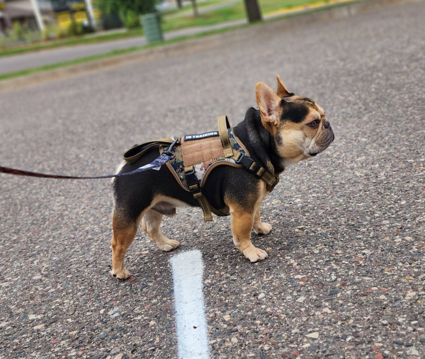 CH Bodacious (Bodie), champion French Bulldog stud