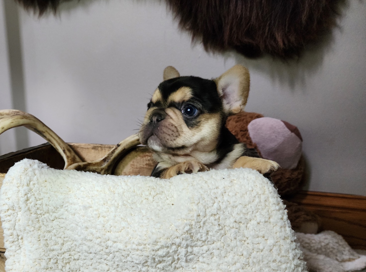 Bodie, champion French Bulldog