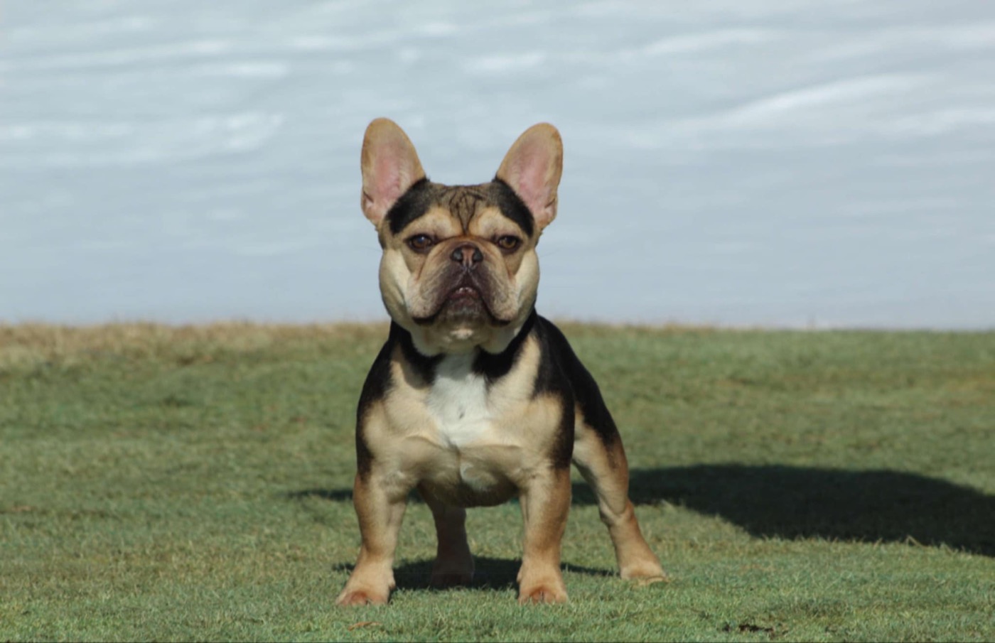 Bodie, Forever Frenchies champion Frenchie