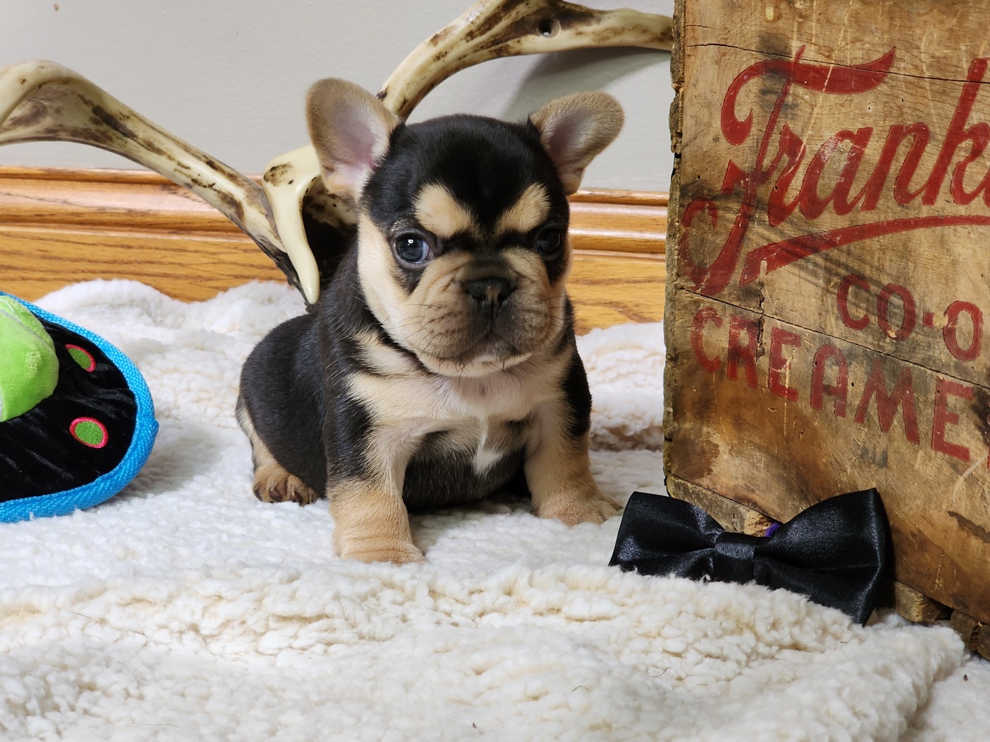 Bodie, Best Standard Frenchie winner