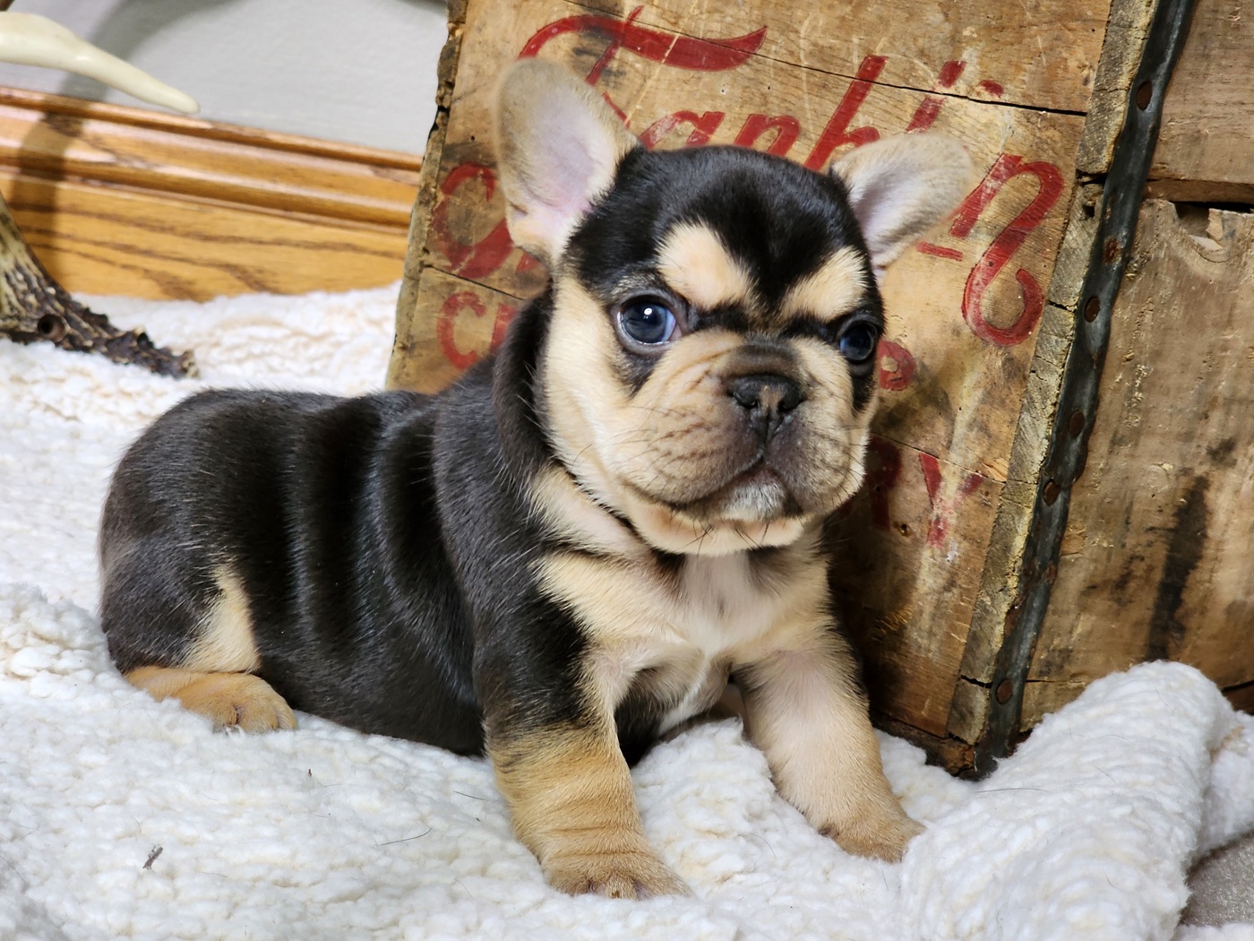 Bodie, champion French Bulldog stud in Minnesota