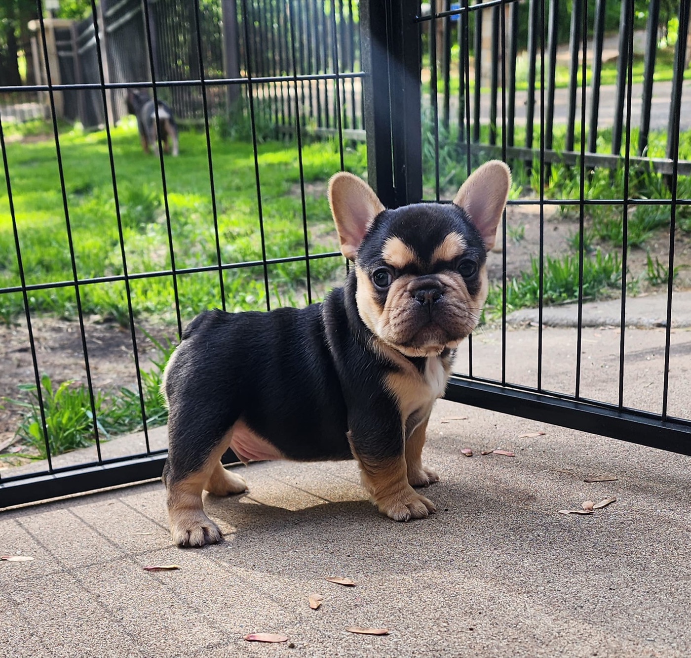 CH Bodacious (Bodie), Forever Frenchies French Bulldog