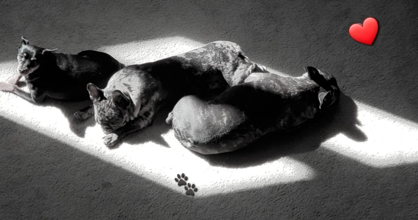 Boo Boo — in loving memory
