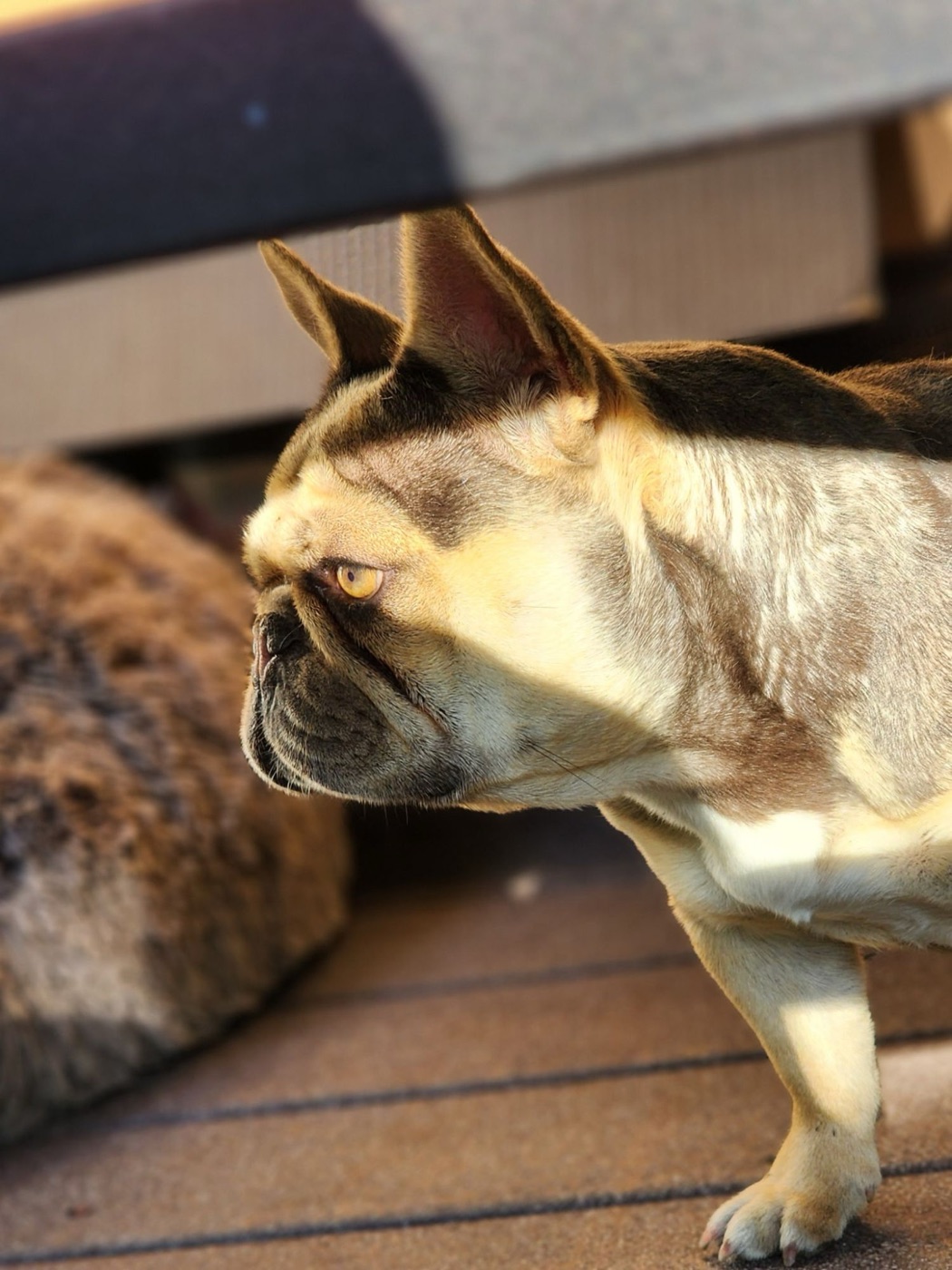 Brownies Cream Dream, Forever Frenchies French Bulldog female
