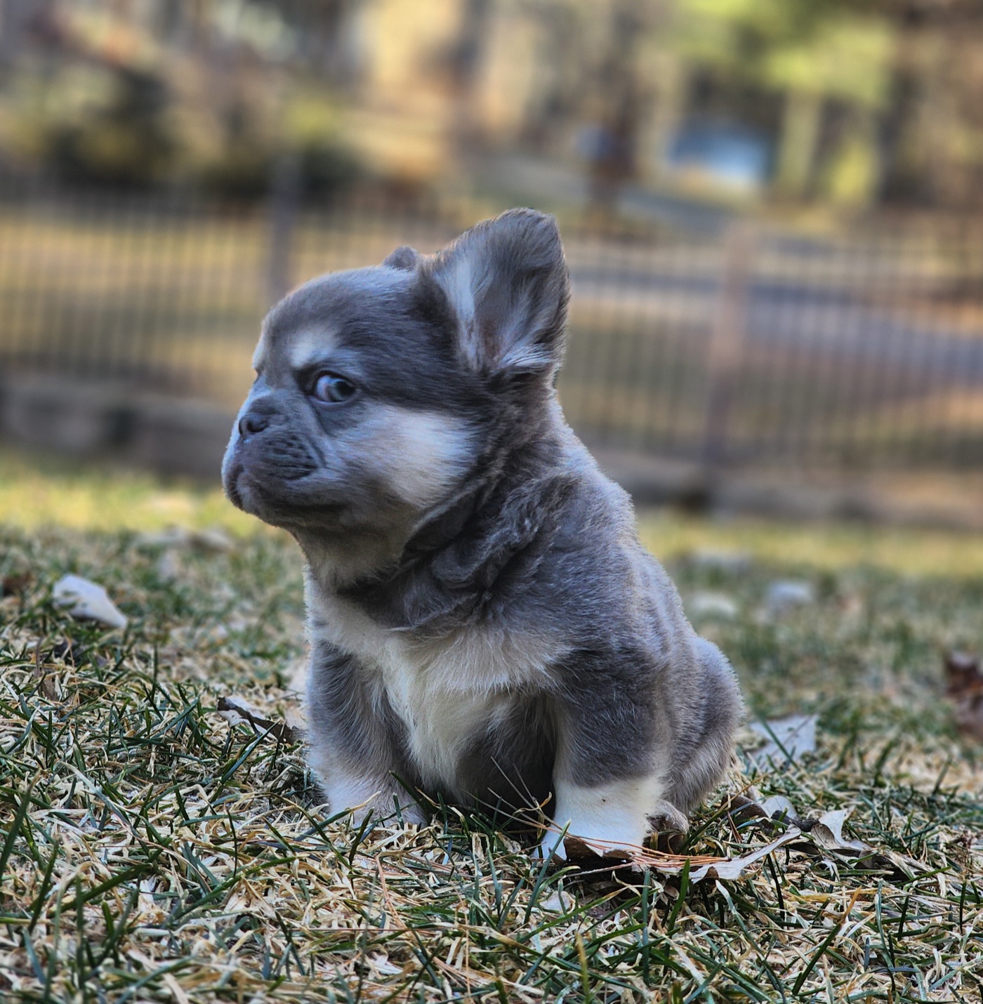 CH BlockBuster, lilac and tan Fluffy French Bulldog