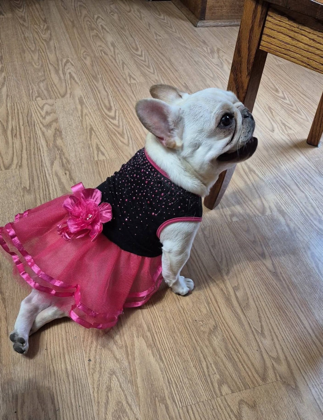 Bu Thang dressed up in her pink and black tutu dress