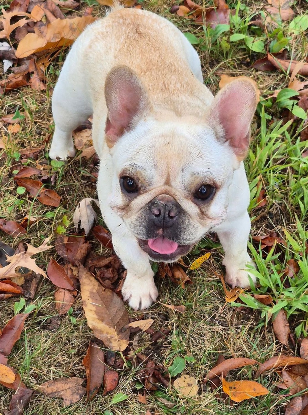 Bu Thang playing in the fall leaves