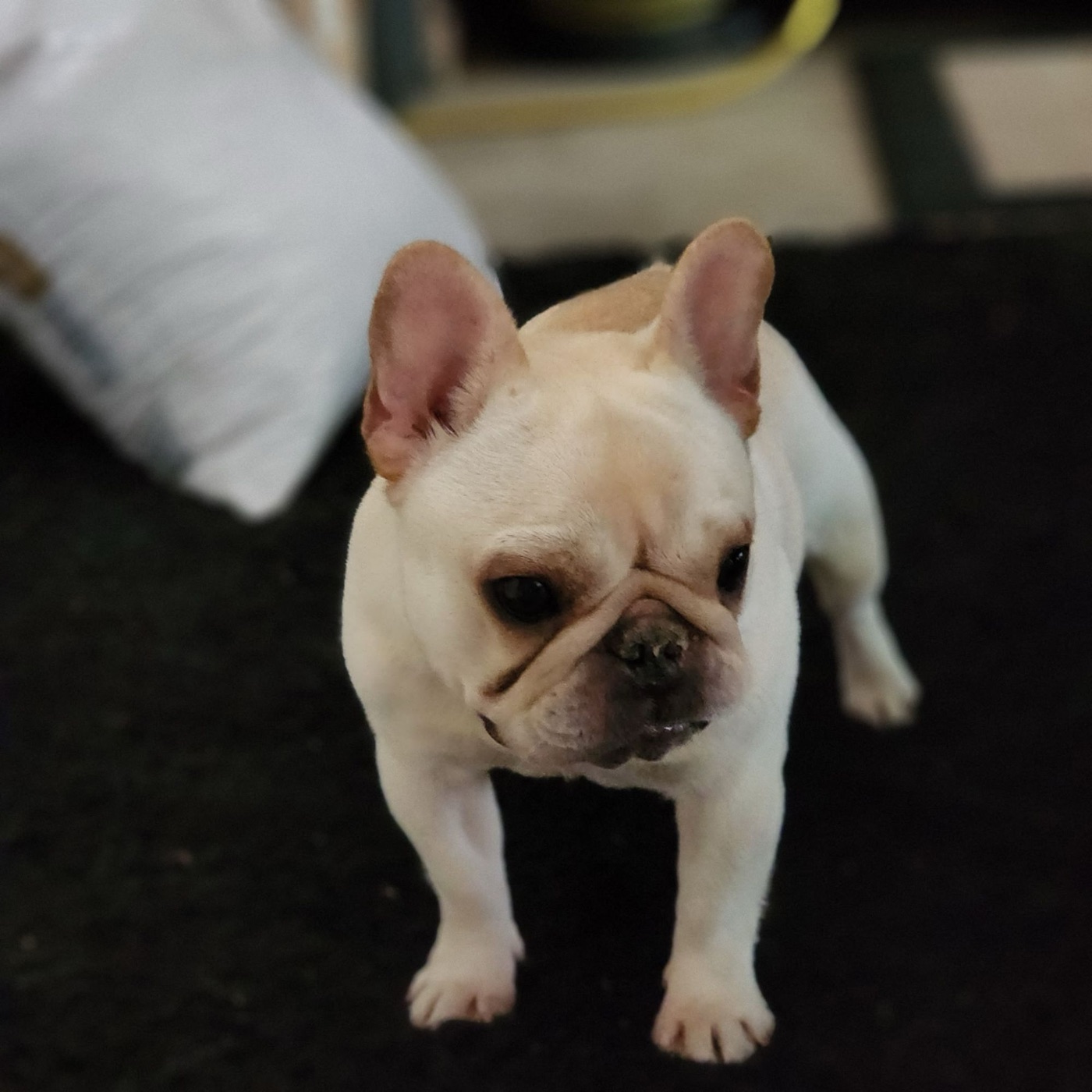 Bu Thang, compact cream French Bulldog female
