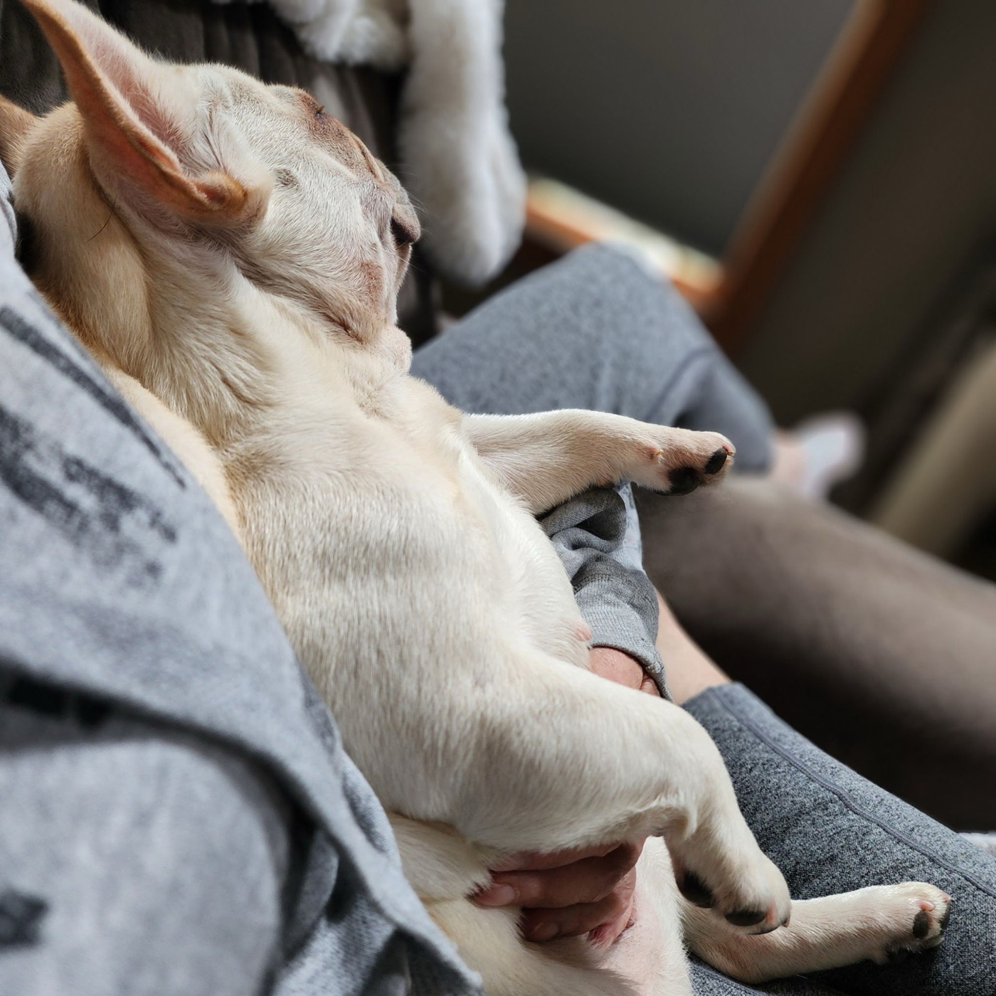 Bu Thang napping in her favorite lap