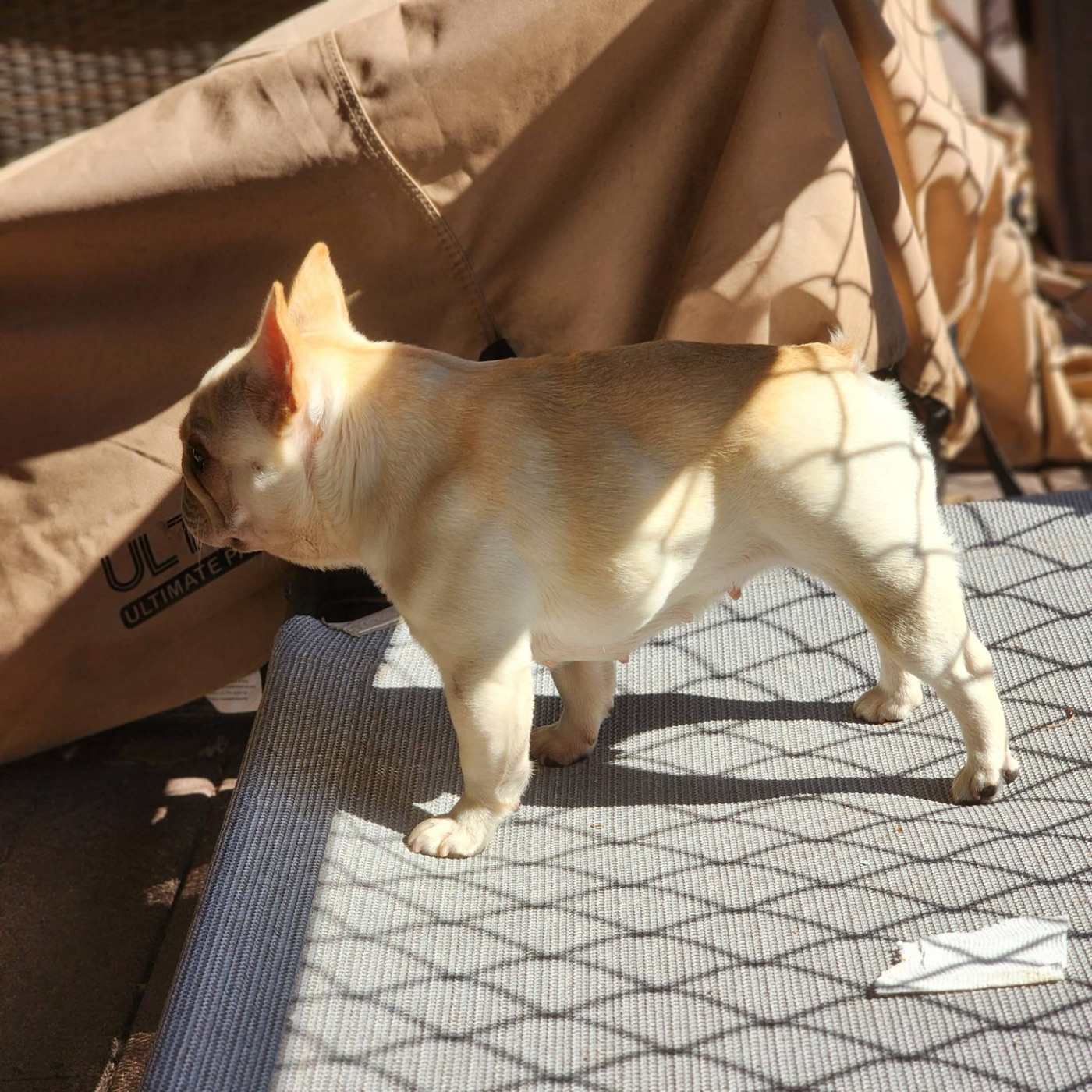 Bu Thang soaking up the sun on the patio