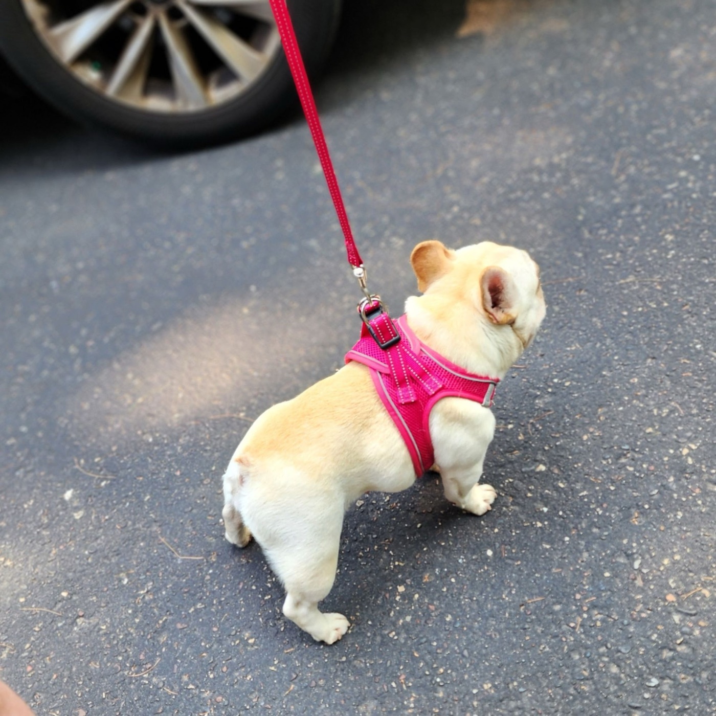 Bu Thang out for a walk in her pink harness