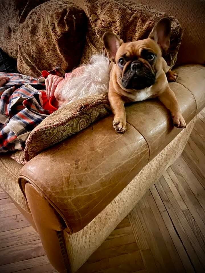 Cinnabon keeping watch from the arm of the couch