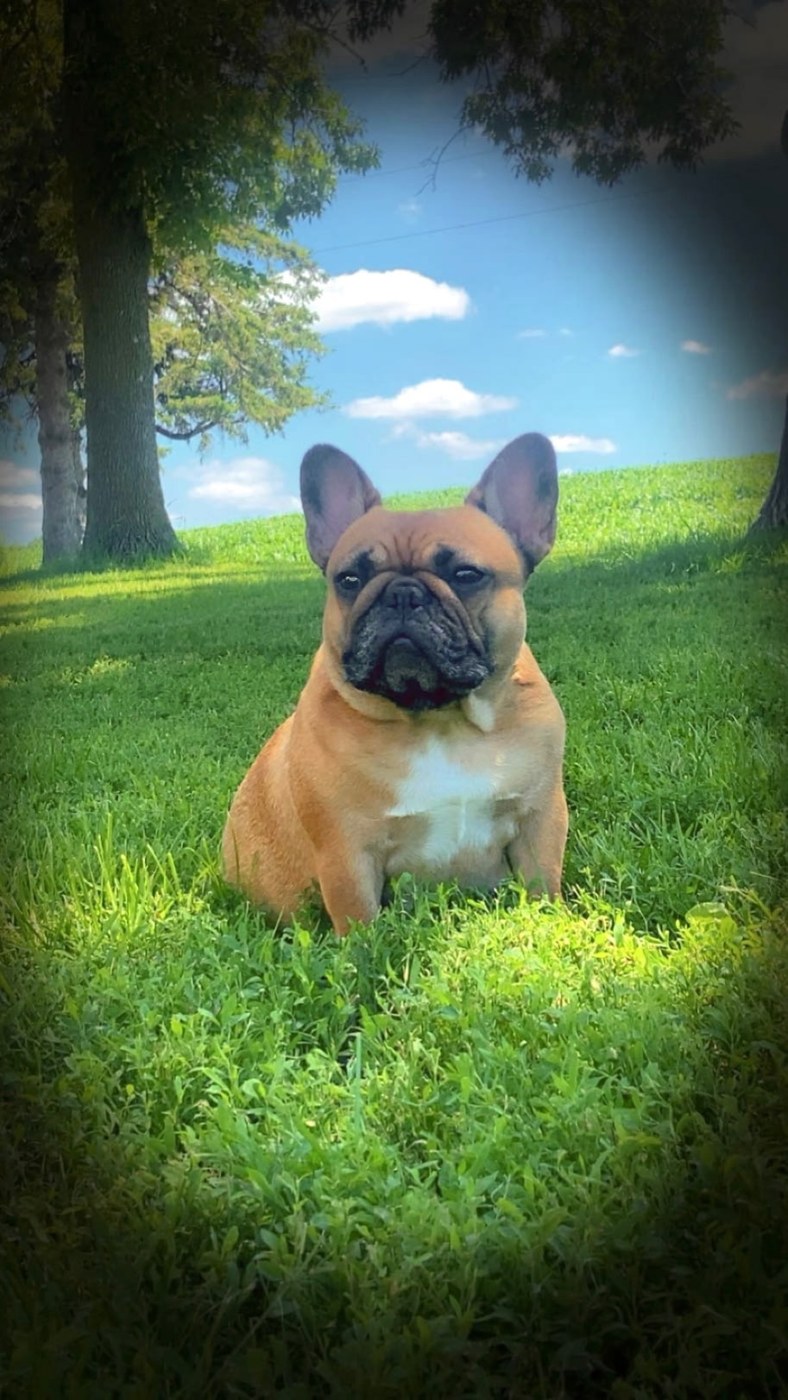 Cinnabon, fawn French Bulldog female, sitting in the grass