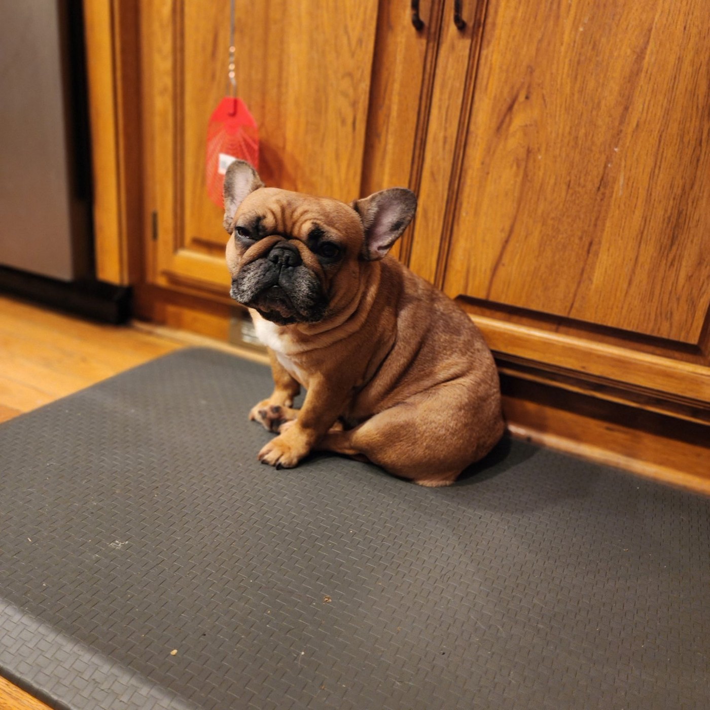 Cinnabon waiting patiently in the kitchen