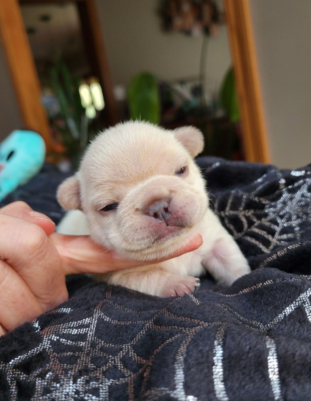 French Bulldog puppy from the Cinnabon and Bodie litter