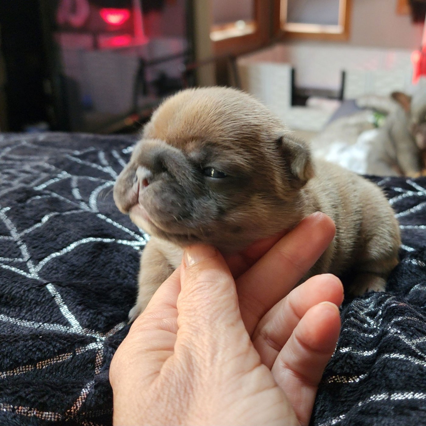 French Bulldog puppy from the Cinnabon and Bodie litter