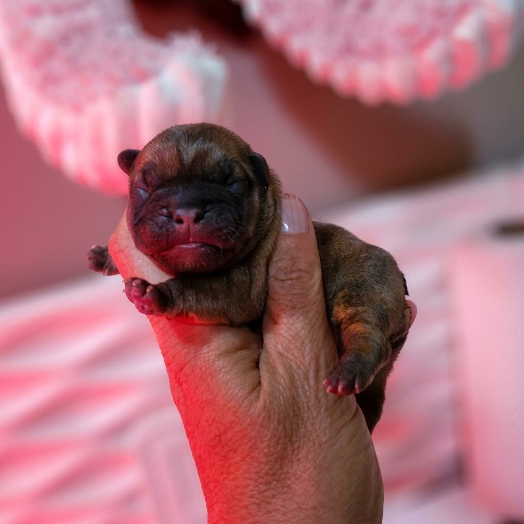 Sneak peek — French Bulldog puppy from the Cinnabon and Bodie litter