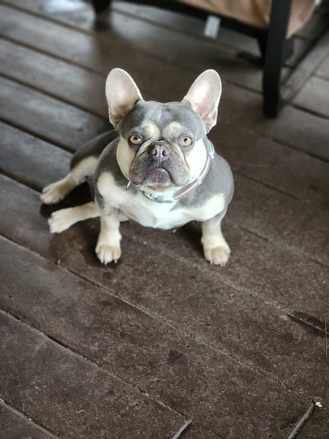Ciri, Forever Frenchies French Bulldog female