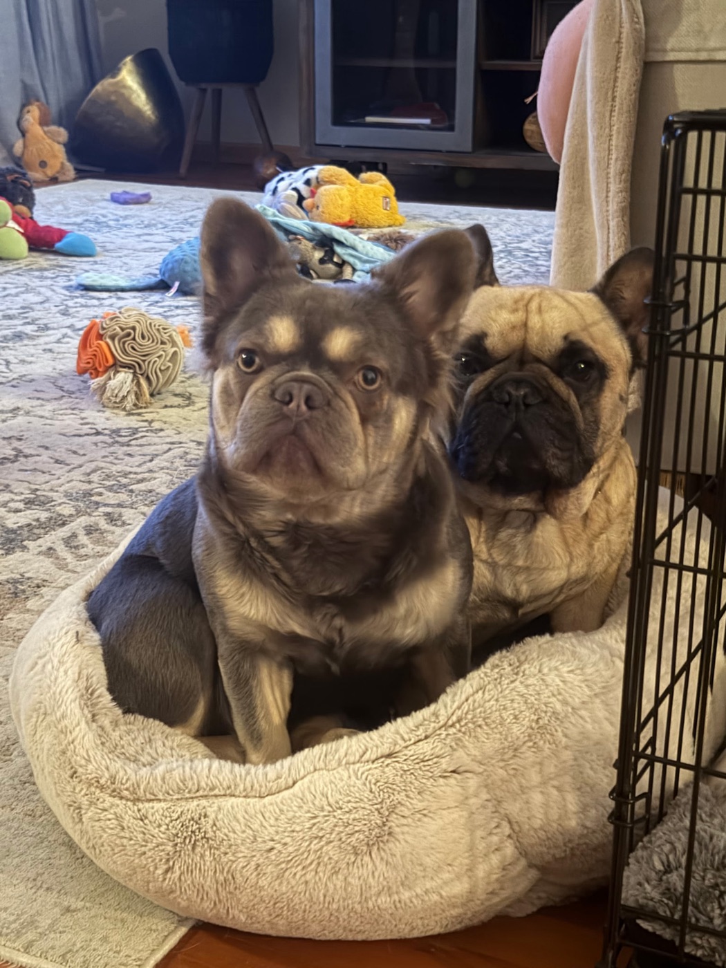 Drops of Jupiter, Forever Frenchies Fluffy French Bulldog female