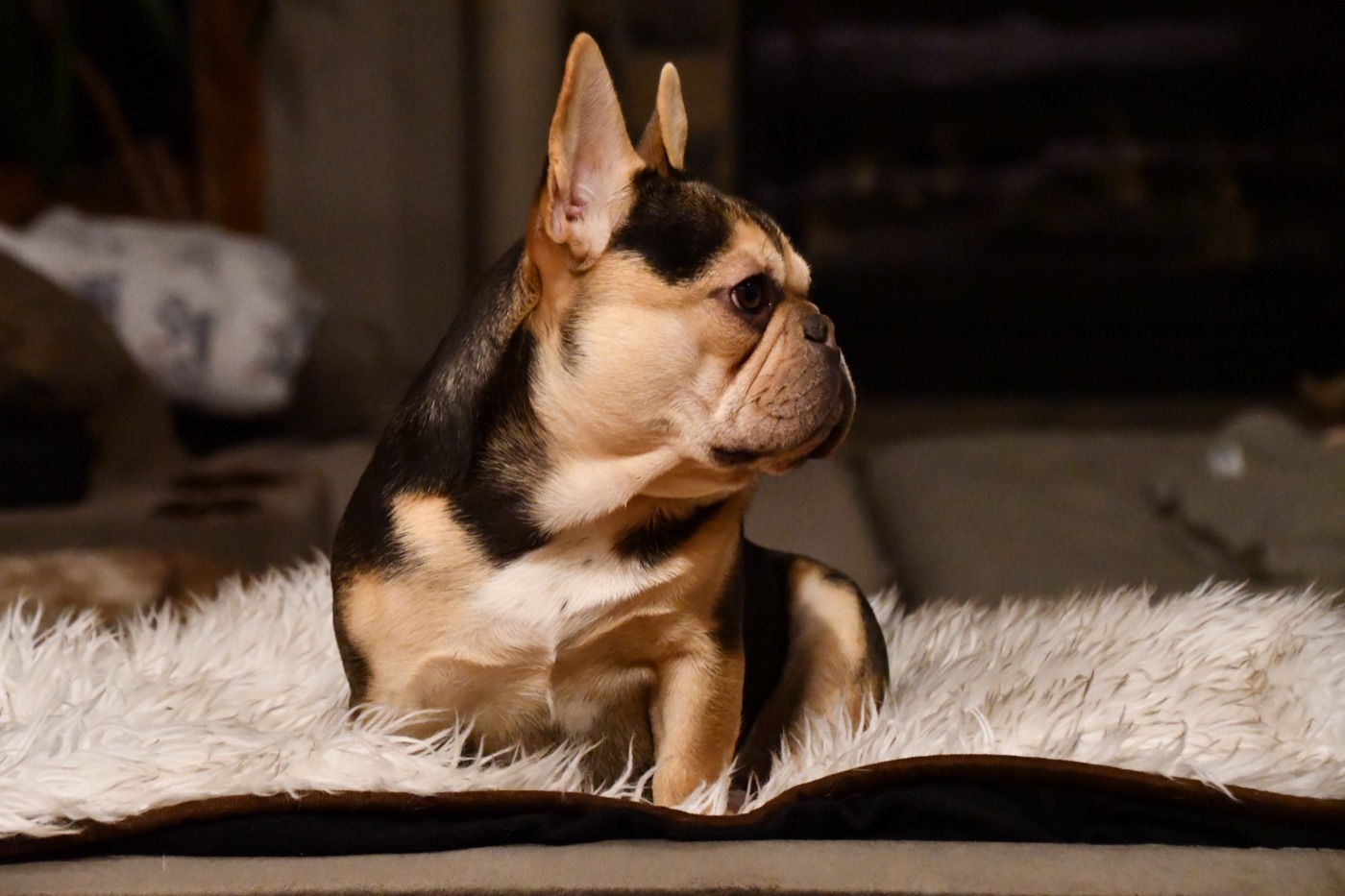 Bodie, champion French Bulldog stud