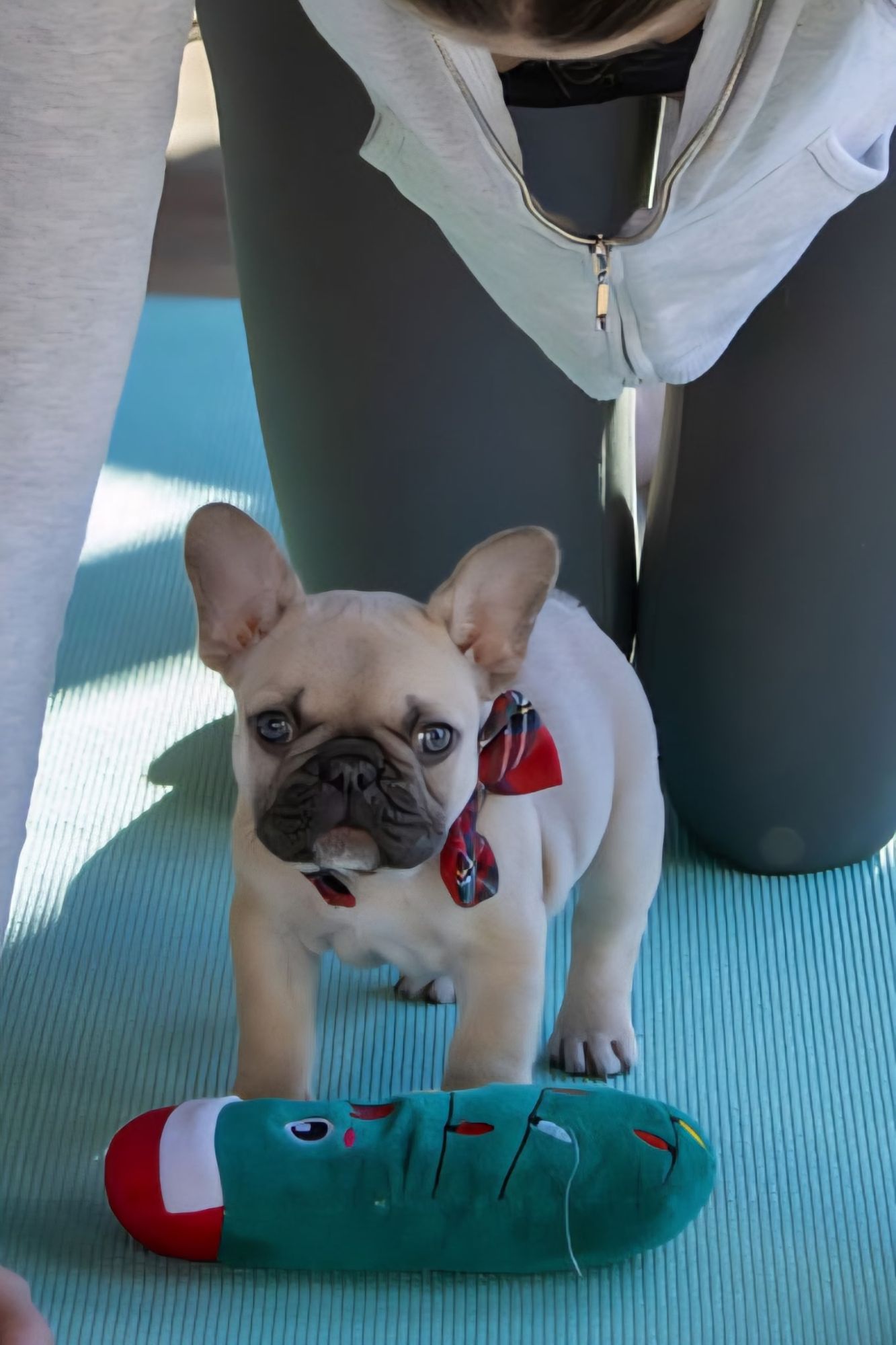 A Forever Frenchies puppy, out of Ciri by RedBull, in their forever home