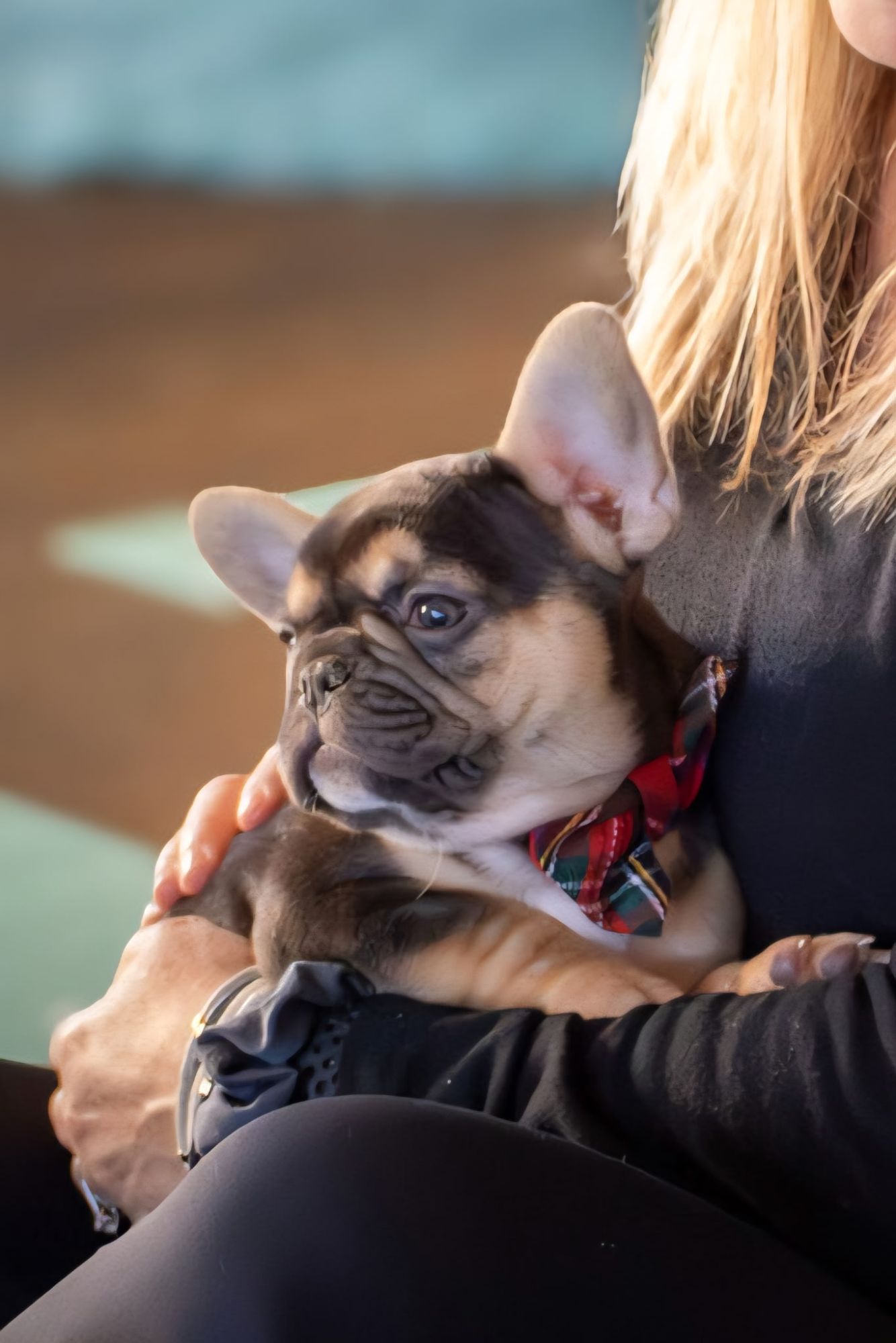 A Forever Frenchies puppy, out of Ciri by Bodie, in their forever home