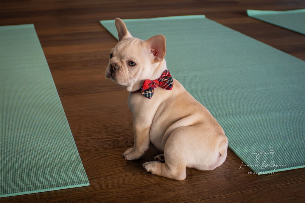A Forever Frenchies puppy, out of Ciri by Bodie, in their forever home