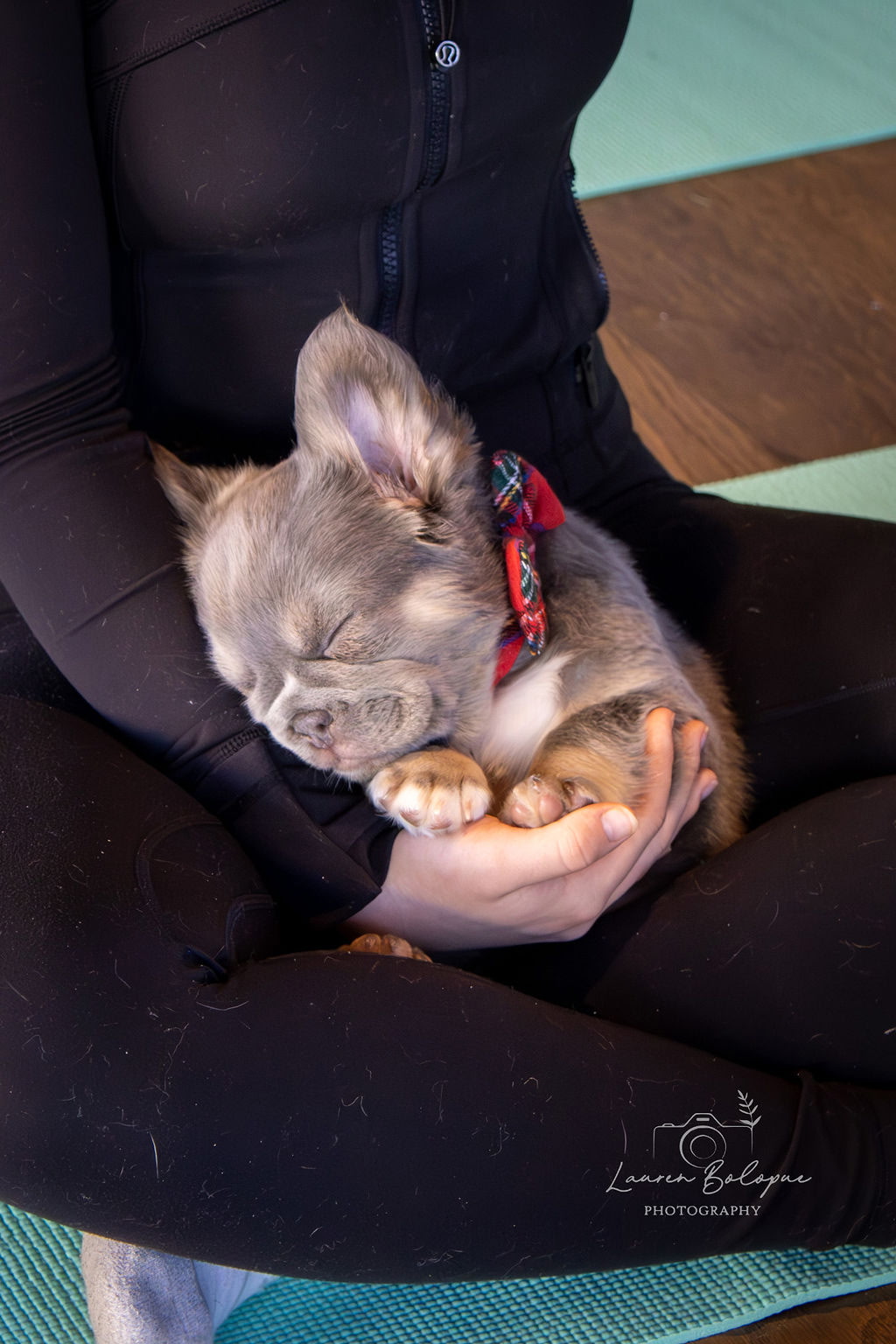 A Forever Frenchies puppy, out of Koda by FatStax, in their forever home