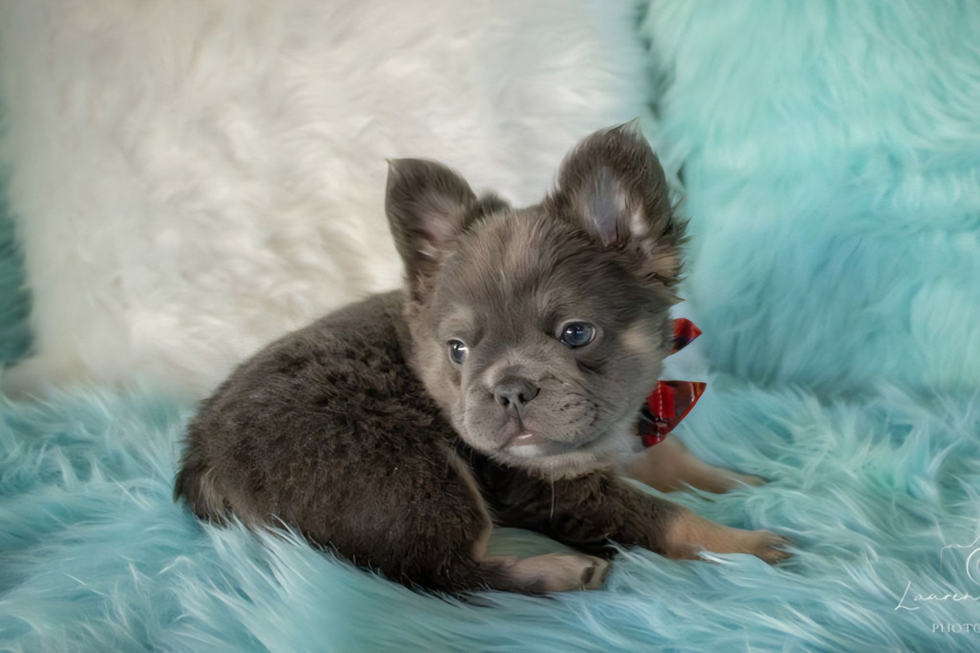 A Forever Frenchies puppy, out of Koda by FatStax, in their forever home