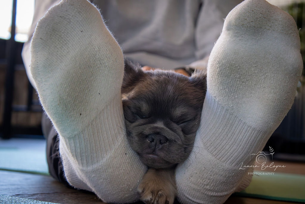 A Forever Frenchies puppy, out of Koda by FatStax, in their forever home
