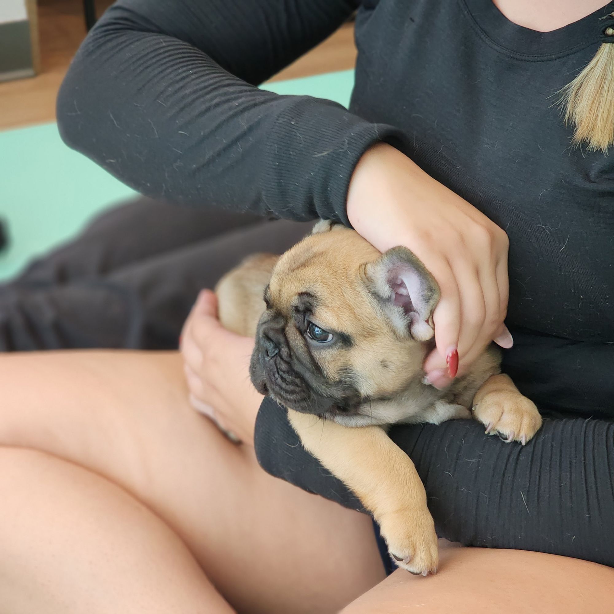 A Forever Frenchies puppy, out of Kora by Bodie, in their forever home