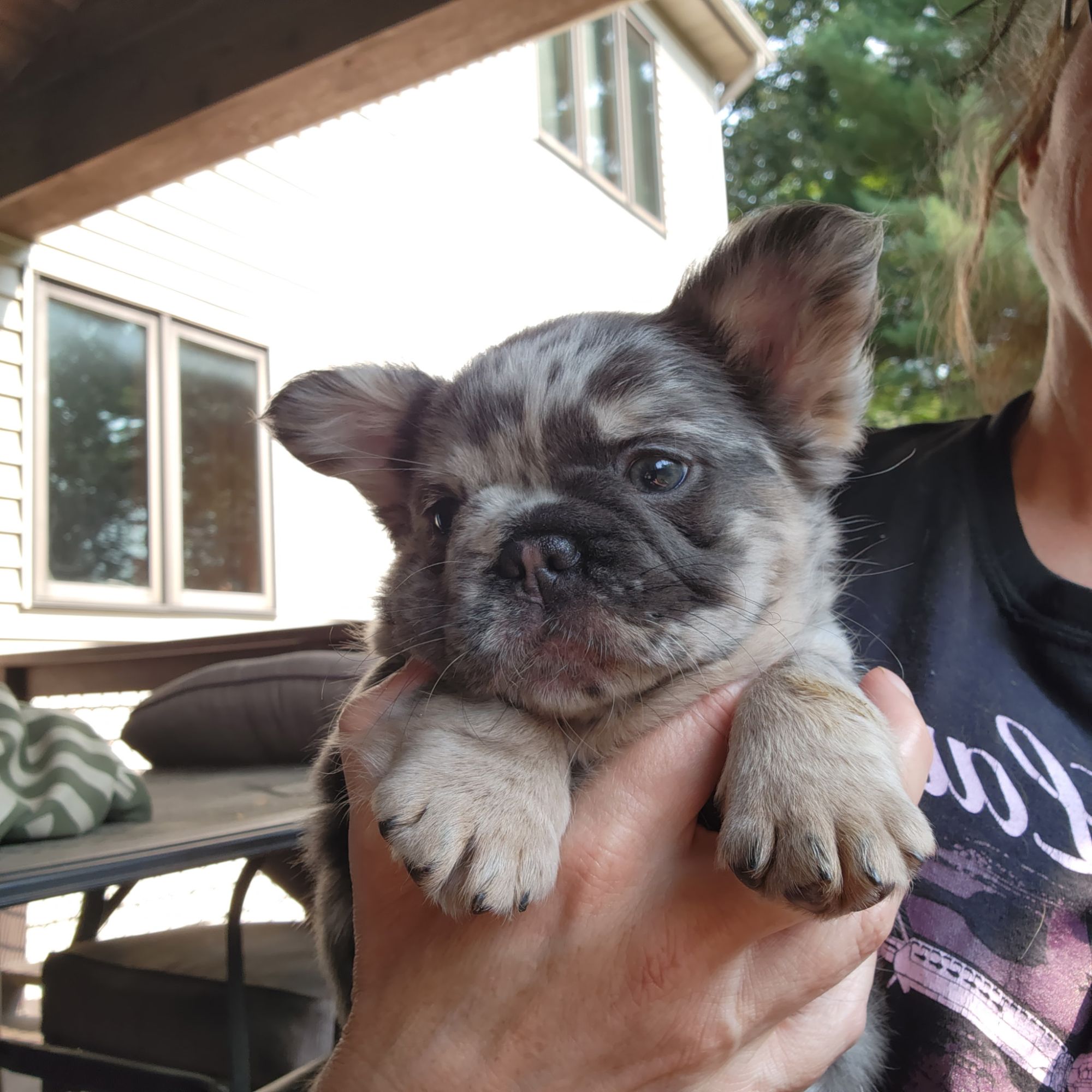 A Forever Frenchies puppy, out of Koda by Mr. Sub Zero, in their forever home