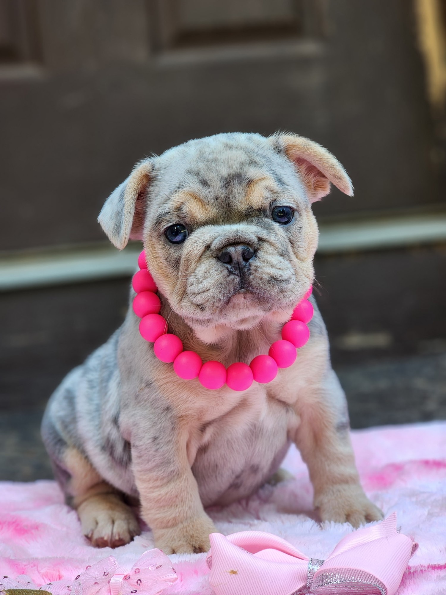 A Forever Frenchies puppy, out of Ciri by Yeti, in their forever home