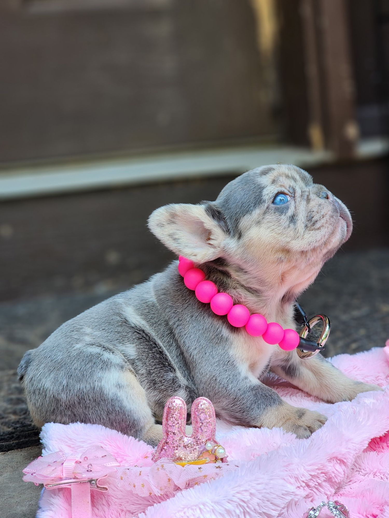 A Forever Frenchies puppy, out of Ciri by Yeti, in their forever home