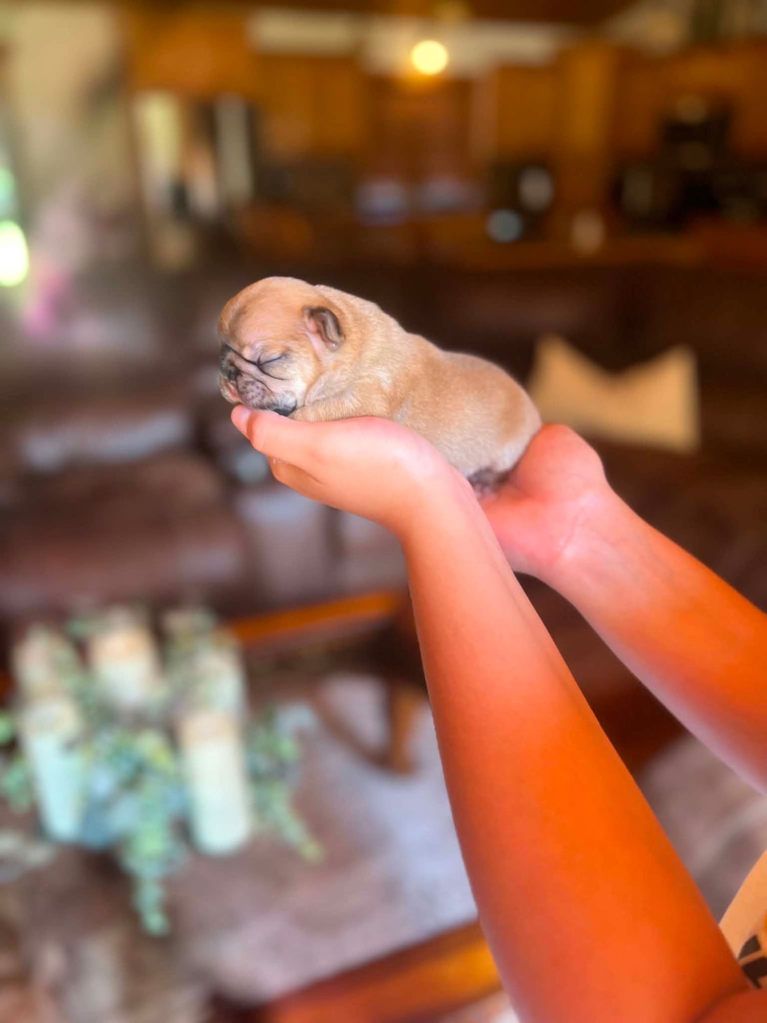 A Forever Frenchies puppy, out of Kora by Bodie, in their forever home