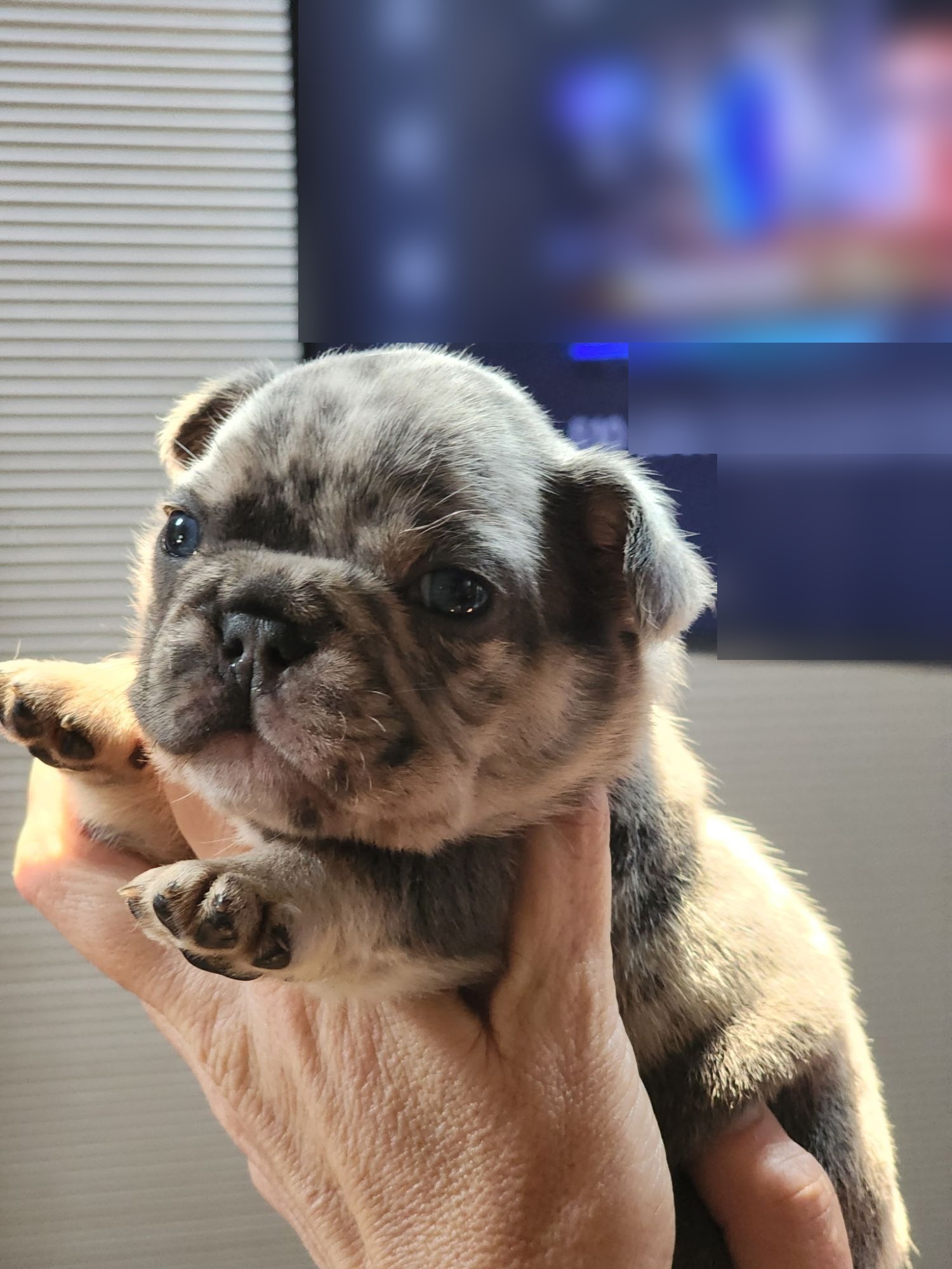 A Forever Frenchies puppy, out of Ciri by Yeti, in their forever home