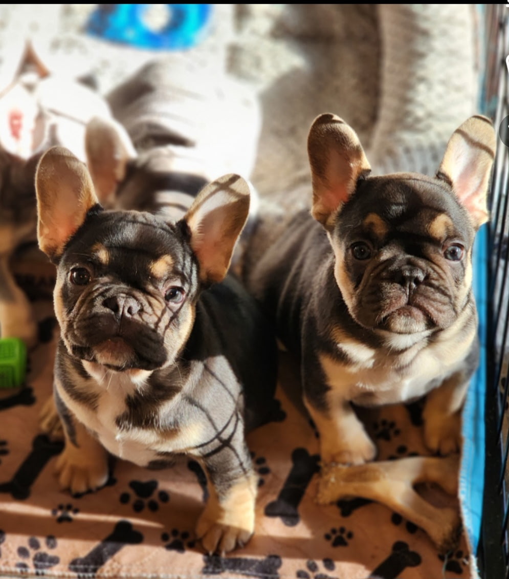A Forever Frenchies puppy, out of Stumpy by Bodie, in their forever home