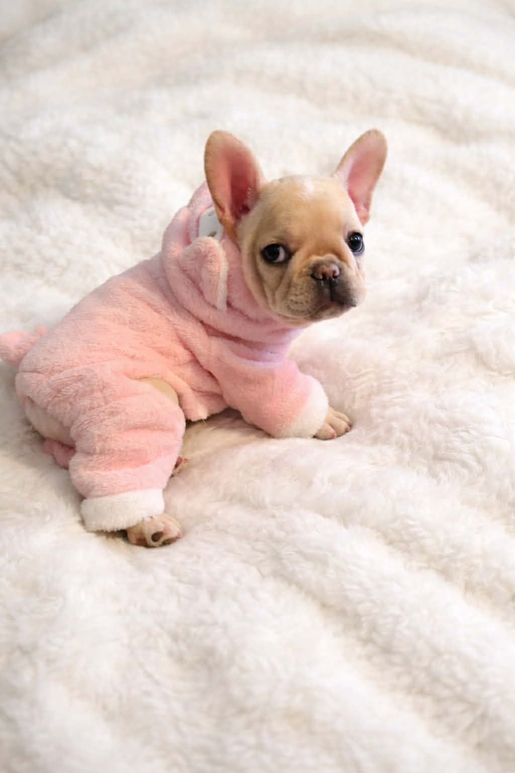 A Forever Frenchies puppy, out of Cinnabon by RedBull, in their forever home