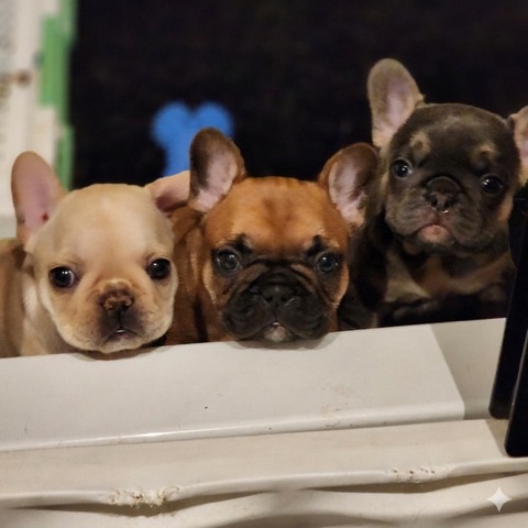A Forever Frenchies puppy, out of Cinnabon by RedBull, in their forever home