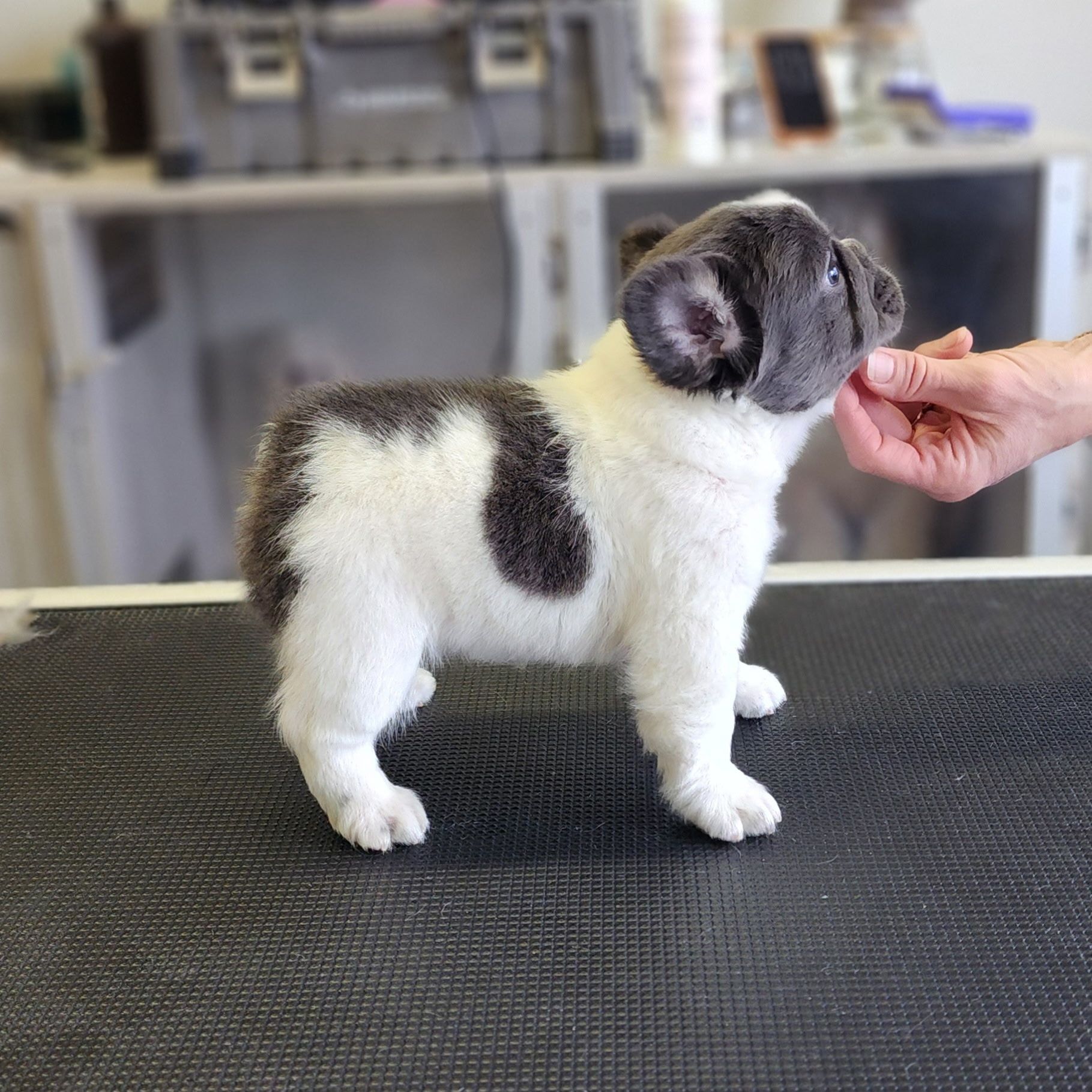 A Forever Frenchies puppy, out of Koda by BlockBuster, in their forever home