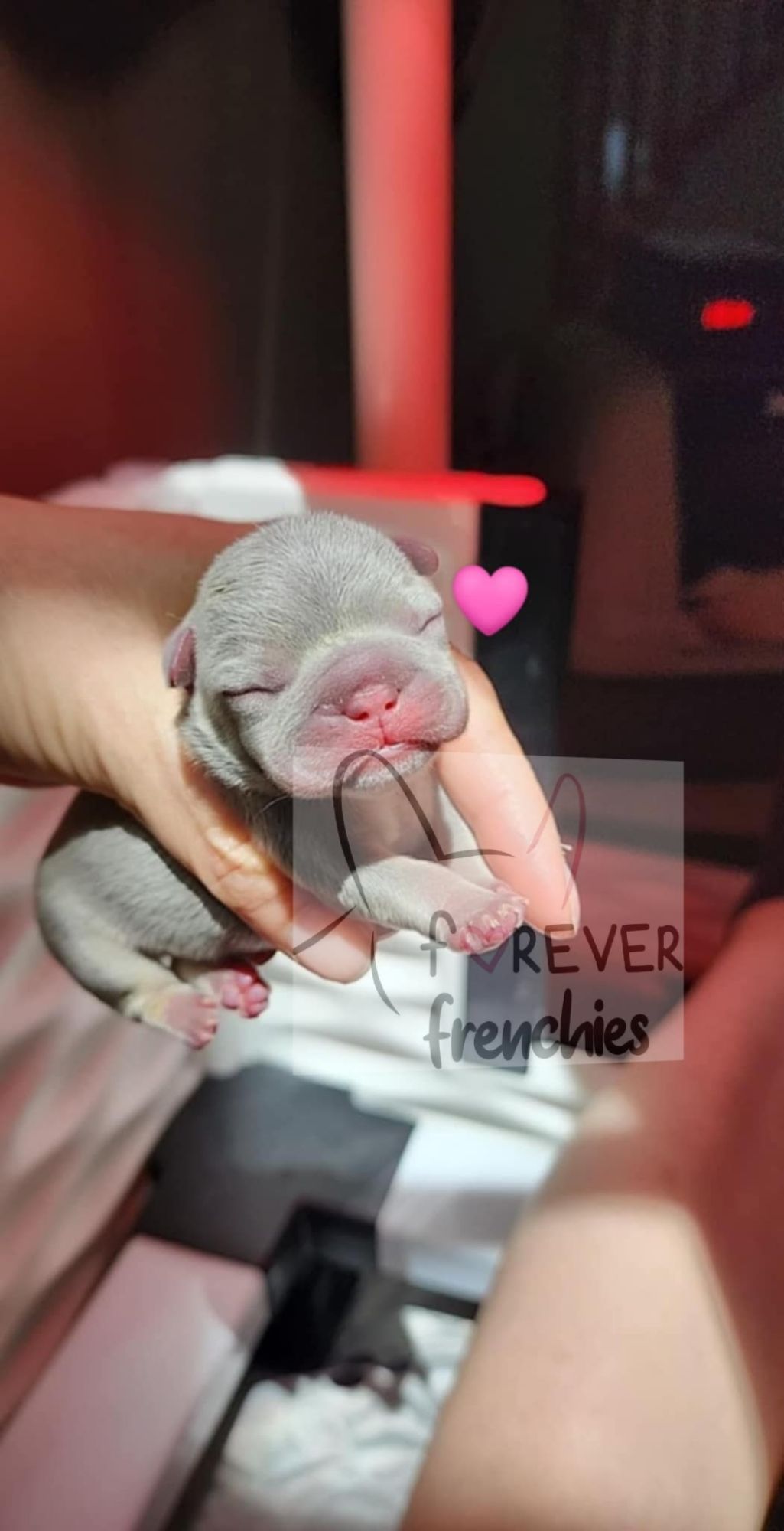 A Forever Frenchies puppy, out of Stumpy by Bodie, in their forever home