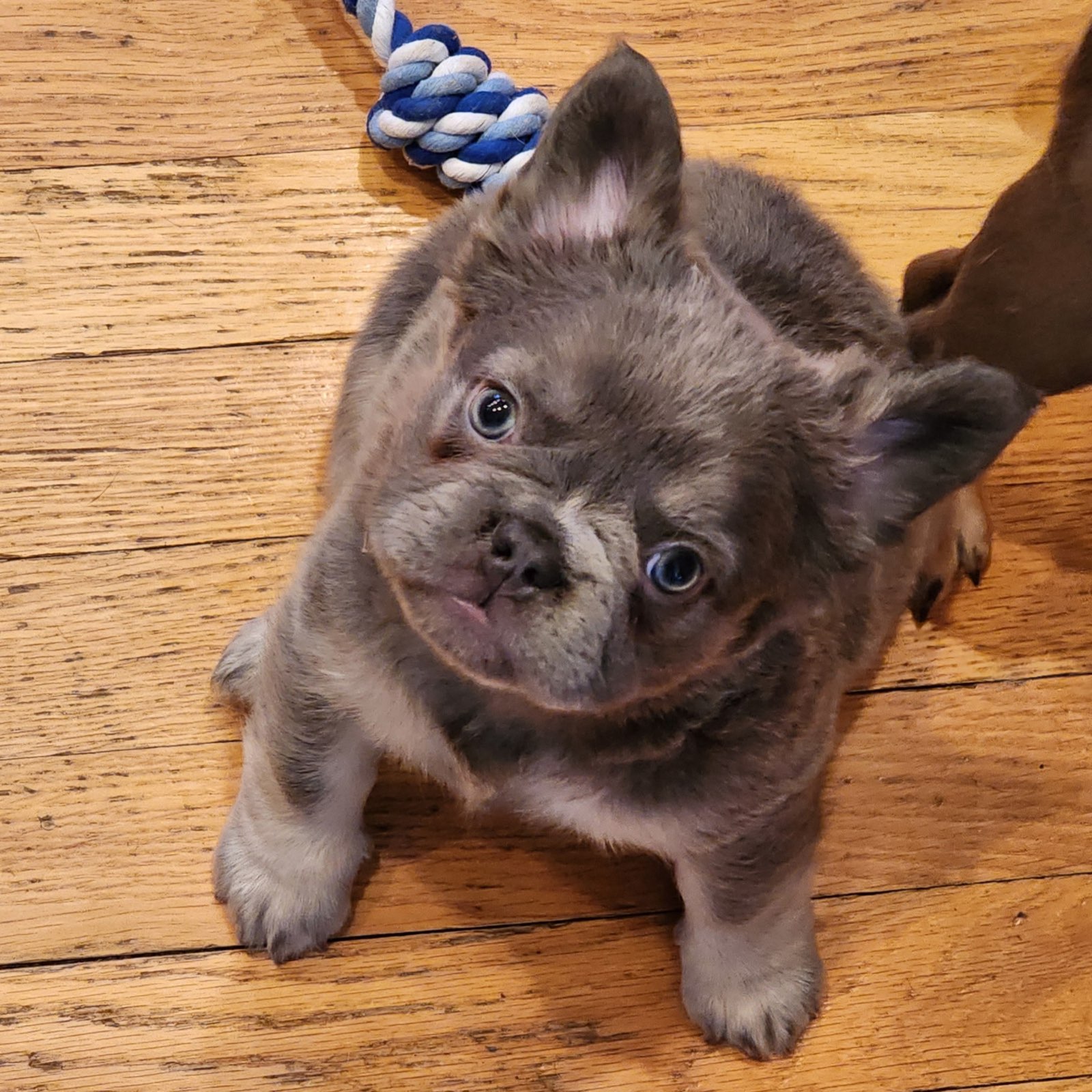 A Forever Frenchies puppy, out of Koda by BlockBuster, in their forever home