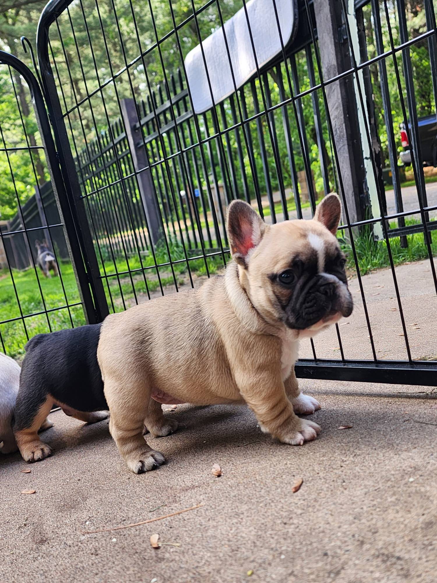 A Forever Frenchies puppy, out of Amari by RedBull, in their forever home