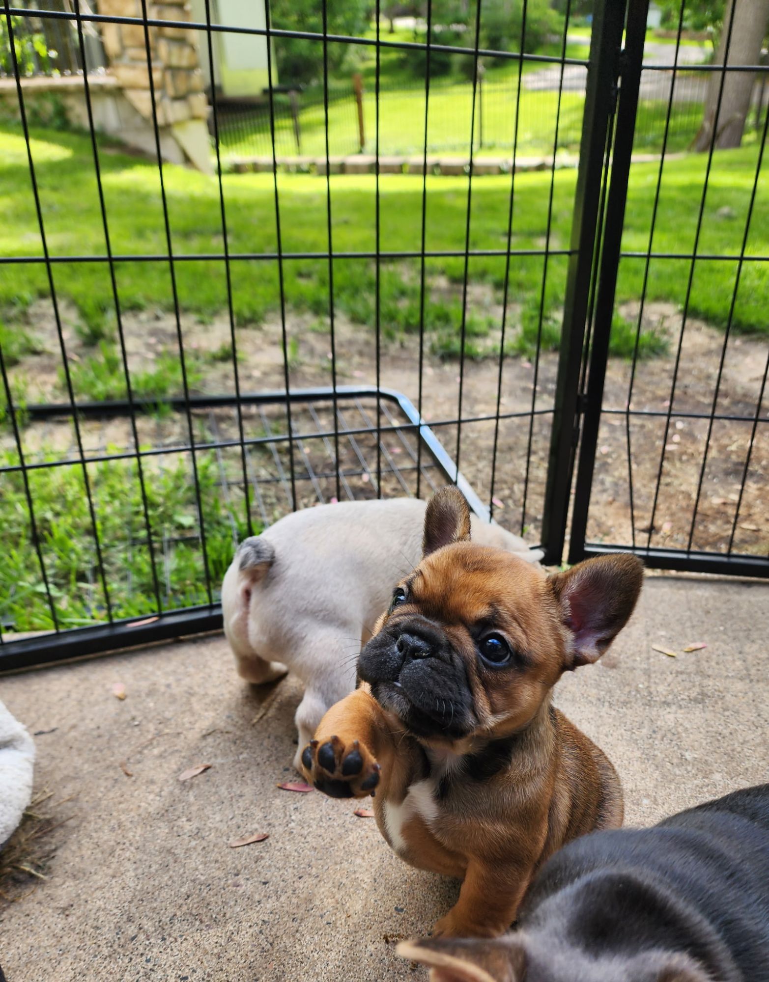 A Forever Frenchies puppy, out of Amari by RedBull, in their forever home
