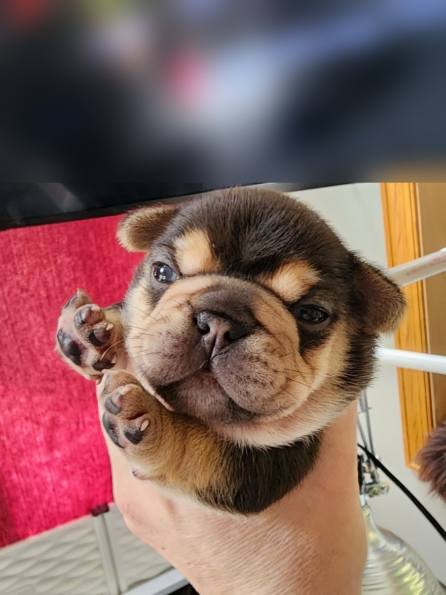 Bodie, out of Amari by RedBull, in their forever home